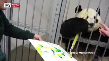 Russia, il panda pittore dello zoo di Mosca
