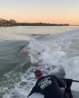 VIDEO Usa, delfini inseguono la barca dei pompieri