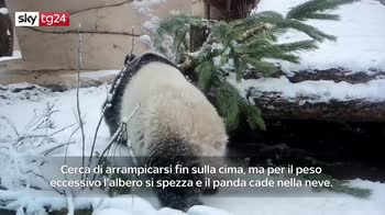 Video zoo mosca, panda gioca nella neve
