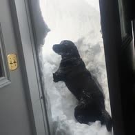 Canada, cane cerca di uscire di casa ma trova 70cm di neve