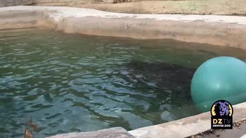 Zoo di Denver, ippopotamo si diverte con la palla