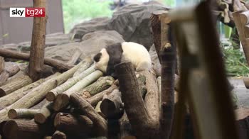 Berlin zoo's panda
