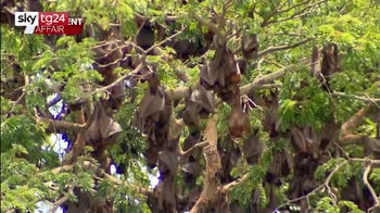 Australia, cittadina invasa da centinaia migliaia di pipistrelli