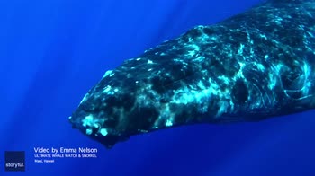 Hawaii, sub ammira da vicino il parto di una balena. VIDEO