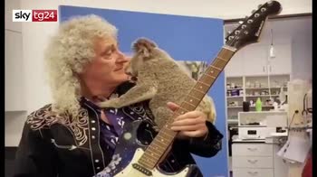 ERROR! Brian May suona con un koala sulla spalla