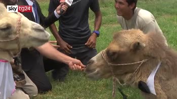 Matrimonio tra cammelli in Perù