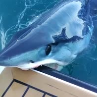 Nuova Zelanda, squalo mako morde la barca di un ricercatore