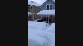 Colorado, trova due alci nel cortile che giocano nella neve