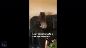 Koala scambia divano di casa per  un albero