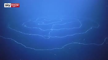 Oceano indiano, avvistata nuova creatura marina