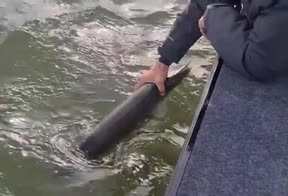 video ibrahimovic pesca pesce