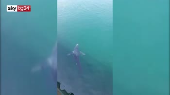Avvistato uno squalo a Pozzuoli