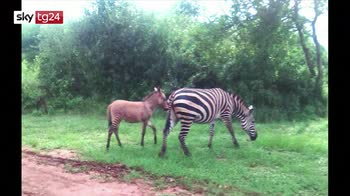Le immagini di un piccolo di "zebrasino". VIDEO