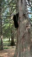 Allo Yosemite Park quadruplicati gli orsi neri. VIDEO