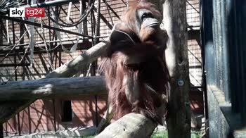 Polonia, orangutan prova a indossare mascherina