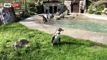 UK  PINGUINO FESTEGGIA 30 ANNI