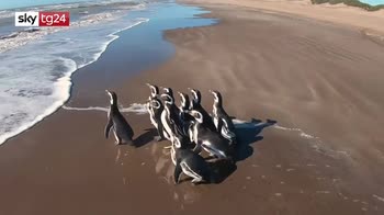 Argentina, pinguini di Magellano tornano in mare