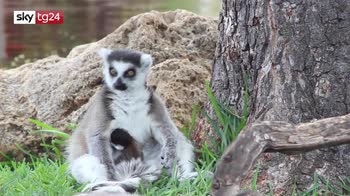 ERROR! Coppia di lemuri nati nello zoo di Honolulu