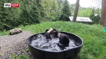 Oregon, orso bruno fa bagno e si rilassa allo zoo