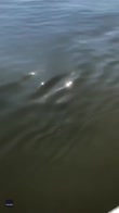 Un delfino saluta due cani a bordo di una barca