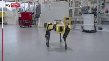 Azienda sviluppa robot che si muove come cagnolino