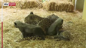 Austria, nati 4 cuccioli di ghepardo allo zoo di Vienna