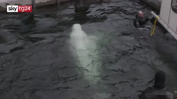 Due Beluga liberati in Islanda