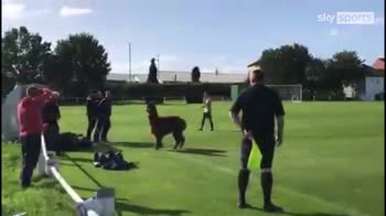 Alpaca invades football game