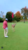 Un cervo sul green: curiosa invasione sul campo da golf