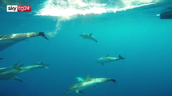 Impact, l'appello di Sylvia Earle per l'oceano