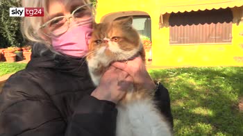 Prato, ambulanza veterinaria salva il gatto Teodoro