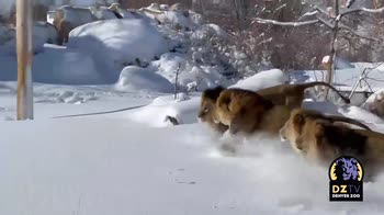 Colorado, leoni giocano nella neve