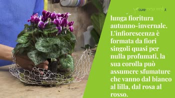 Composizione floreale con Ciclamino e Violetta