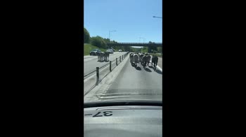 Mucche in fuga su un'autostrada in Svezia. VIDEO