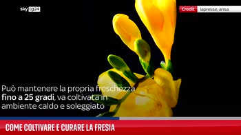 Come coltivare e curare la fresia