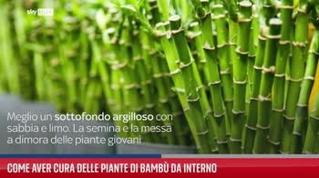 Come aver cura delle piante di bamb� da interno