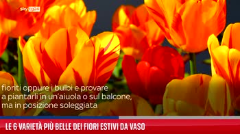 Le 6 variet� pi� belle dei fiori estivi da vaso