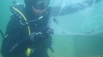 Sydney, cavallucci marini liberati porto per ripopolarlo