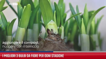 I migliori 3 bulbi da fiore per ogni stagione