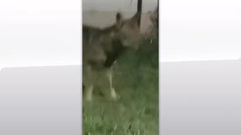 ERROR! SRV ANIMALI SELVATICI TIMELINE