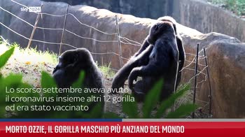 Morto Ozzie, il gorilla maschio pi� anziano del mondo