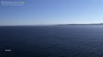 Usa, la migrazione delle balene vista dal drone. VIDEO