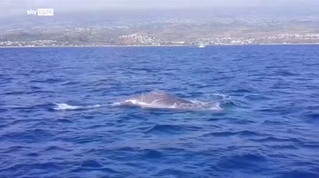 Balene, in Islanda stop dal 2024