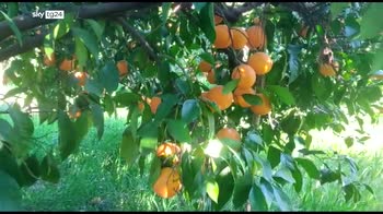 ERROR! Blocco tir, in Sicilia agrumi rischiano di finire al macero