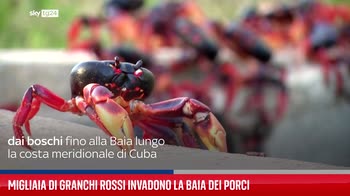 Migliaia di granchi rossi hanno invaso le strade di Cuba