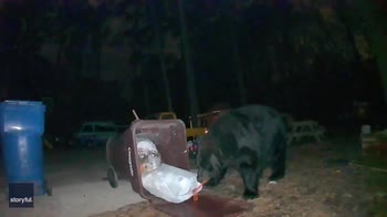 Usa, orso nero rovista tra i bidoni della spazzatura. VIDEO