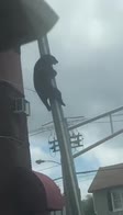 Usa, un orso scala un palo della luce in New Jersey. VIDEO