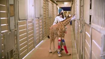 Cucciolo di giraffa salvata grazie a intervento a gambe