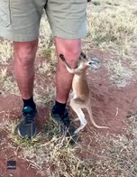Australia, canguro orfano si rifugia in marsupio di stoffa