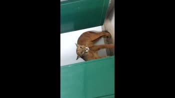 Brasile, un puma si nasconde nei bagni di una scuola. VIDEO